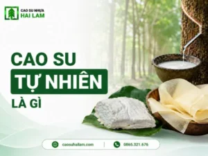 Cao su tự nhiên là gì? Hiểu đúng từ mủ đến sản phẩm
